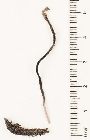  (Cordyceps entomorrhiza - GAJ.16835)  @11 [ ] by-nc (2024) Saara Salmela University of Oulu
