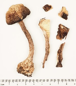  (Agaricus cordillerensis - GAJ.16843)  @11 [ ] by-nc (2024) Saara Salmela University of Oulu