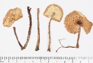  (Lepiota magnispora - GAJ.16871)  @11 [ ] by-nc (2024) Saara Salmela University of Oulu