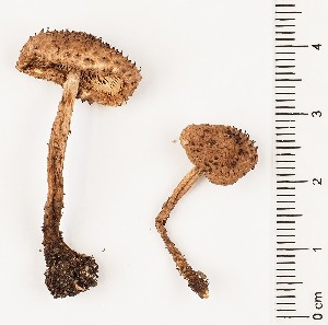  (Echinoderma echinaceum - GAJ.16914)  @11 [ ] by-nc (2024) Saara Salmela University of Oulu