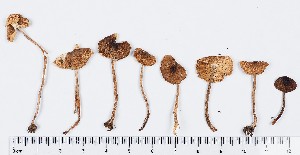  (Lepiota castanea - GAJ.16925)  @11 [ ] by-nc (2024) Saara Salmela University of Oulu