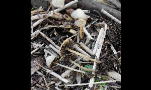  (Psathyrella microrrhiza - GAJ.16979)  @11 [ ] by-nc (2024) Tapio Kekki Unspecified
