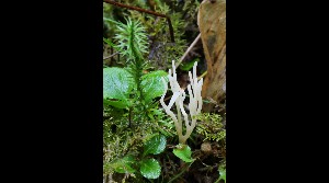  (Ramariopsis tenuiramosa - GAJ.16989)  @11 [ ] by-nc (2023) Tapio Kekki Unspecified