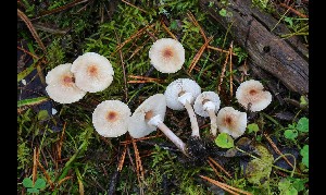  ( - GAJ.16991)  @11 [ ] by-nc (2024) Tapio Kekki Unspecified
