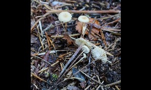  (Rhizomarasmius undatus - GAJ.17006)  @11 [ ] by-nc (2024) Tapio Kekki Unspecified