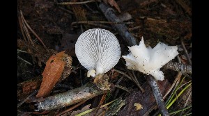  ( - GAJ.17009)  @11 [ ] by-nc (2023) Tapio Kekki Unspecified