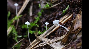  (Hemimycena aff. gracilis - GAJ.17021)  @11 [ ] by-nc (2023) Tapio Kekki Unspecified