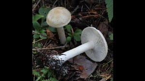  ( - GAJ.17022)  @11 [ ] by-nc (2023) Tapio Kekki Unspecified