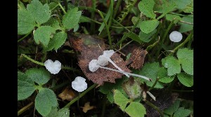  ( - GAJ.17026)  @11 [ ] by-nc (2023) Tapio Kekki Unspecified