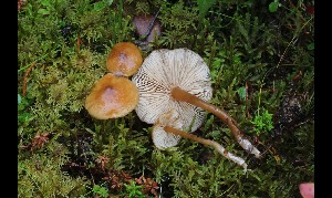  ( - GAJ.17031)  @11 [ ] by-nc (2024) Tapio Kekki Unspecified