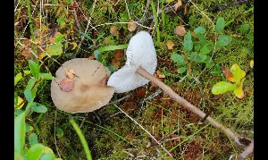  ( - GAJ.17043)  @11 [ ] by-nc (2024) Tapio Kekki Unspecified