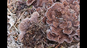  ( - GAJ.17067)  @11 [ ] by-nc (2023) Tapio Kekki Unspecified