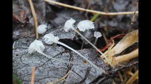  ( - GAJ.17072)  @11 [ ] by-nc (2023) Tapio Kekki Unspecified