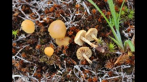  ( - GAJ.17085)  @11 [ ] by-nc (2023) Tapio Kekki Unspecified