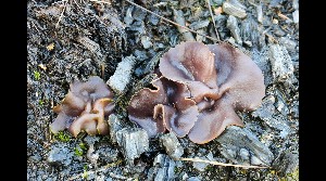  (Geoscypha tenacella - GAJ.17096)  @11 [ ] by-nc (2021) Tapio Kekki Unspecified