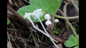  ( - GAJ.17097)  @11 [ ] by-nc (2021) Tapio Kekki Unspecified