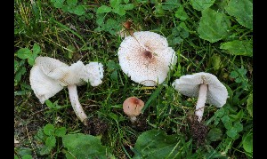  ( - GAJ.17107)  @11 [ ] by-nc (2024) Tapio Kekki Unspecified