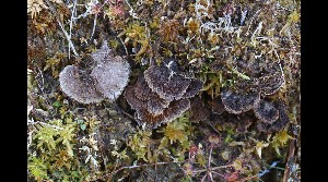  ( - GAJ.17118)  @11 [ ] by-nc (2019) Tapio Kekki Unspecified