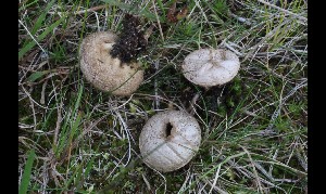  (Lycoperdon norvegicum - GAJ.17138)  @11 [ ] by-nc (2024) Tapio Kekki Unspecified