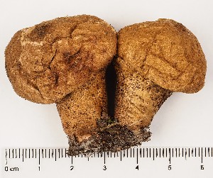  (Lycoperdon cf. subumbrinum - GAJ.17222)  @11 [ ] by-nc (2024) Saara Salmela University of Oulu