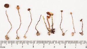  (Galerina alpestris - GAJ.17270)  @11 [ ] by-nc (2024) Saara Salmela University of Oulu