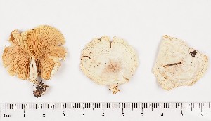  ( - GAJ.17294)  @11 [ ] by-nc (2024) Saara Salmela University of Oulu