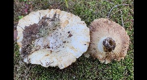  (Russula chloroides - GAJ.17801)  @11 [ ] by-nc (2023) Tero Taipale Unspecified