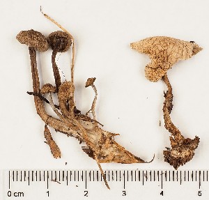  (Clitocybe amarescens - GAJ.17860)  @11 [ ] by-nc (2024) Saara Salmela University of Oulu
