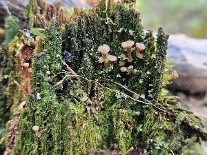  (Lichenomphalia velutina - GAJ.18556)  @11 [ ] by-nc (2024) Hanna Jaala Unspecified