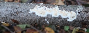  (Hyphoderma mutatum - GAJ.18803)  @11 [ ] by-nc (2024) Matti Kulju University of Oulu