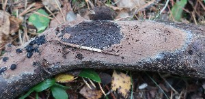  (Tomentella terrestris - GAJ.18814)  @11 [ ] by-nc (2024) Matti Kulju University of Oulu