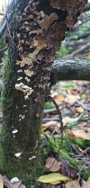  (Antrodiella pallescens - GAJ.18834)  @11 [ ] by-nc (2024) Matti Kulju University of Oulu