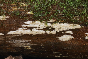  ( - GAJ.18987)  @11 [ ] by-nc (2024) Pauli Jokikokko Unspecified