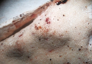  (Trichoderma delicatulum - GAJ.19015)  @11 [ ] by-nc (2024) Matti Kulju University of Oulu