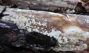  (Nodulisporium cecidiogenes - GAJ.19029)  @11 [ ] by-nc (2024) Matti Kulju University of Oulu