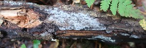  (Gyromitra inflata - GAJ.19178)  @11 [ ] by-nc (2024) Matti Kulju University of Oulu