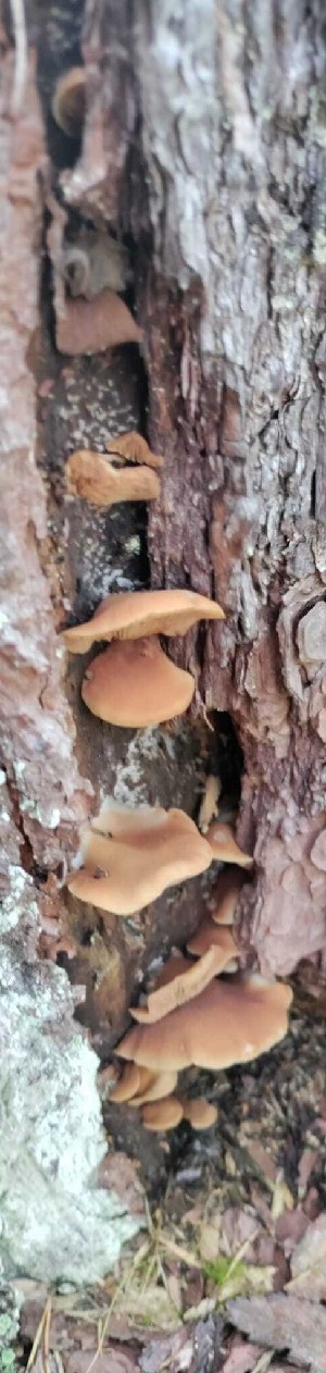  (Crepidotus stenocystis - GAJ.19210)  @11 [ ] by-nc (2024) Aune Pisilä Unspecified