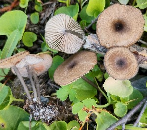  (Entoloma chloropolium - GAJ.19213)  @11 [ ] by-nc (2024) Aune Pisilä Unspecified
