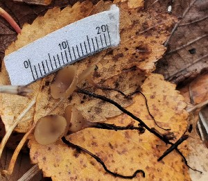  (Rutstroemiaceae - GAJ.19228)  @11 [ ] by-nc (2021) Seppo Huhmarniemi Unspecified