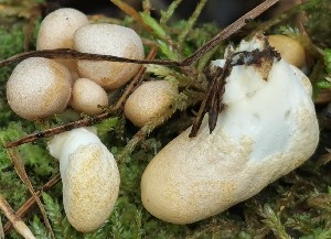  (Trichoderma alutaceum - GAJ.19231)  @11 [ ] by-nc (2024) Seppo Huhmarniemi Unspecified