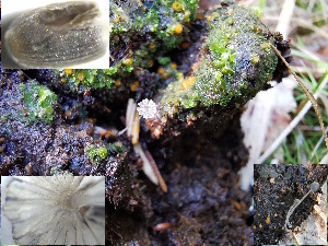  (Coprinopsis stercorea - GAJ.19237)  @11 [ ] by-nc (2024) Seppo Huhmarniemi Unspecified