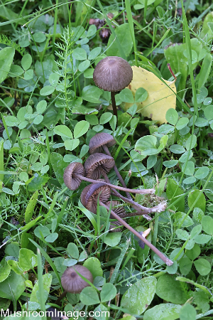  (Entoloma clandestinum - GAJ.19250)  @11 [ ] by-nc (2024) Henri Koskinen University of Oulu