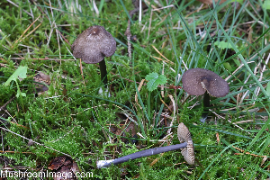  (Entoloma chalybeum - GAJ.19252)  @11 [ ] by-nc (2024) Henri Koskinen University of Oulu