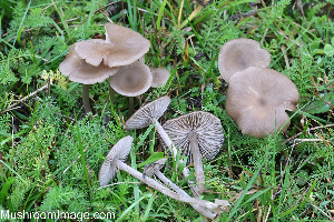  (Entoloma sericeum - GAJ.19258)  @11 [ ] by-nc (2024) Henri Koskinen University of Oulu