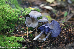  (Entoloma euchroum - GAJ.19262)  @11 [ ] by-nc (2023) Henri Koskinen University of Oulu