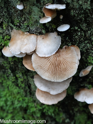  (Crepidotus - GAJ.19264)  @11 [ ] by-nc (2024) Henri Koskinen University of Oulu