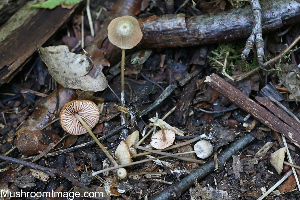 (Entoloma minutum - GAJ.19265)  @11 [ ] by-nc (2024) Henri Koskinen University of Oulu