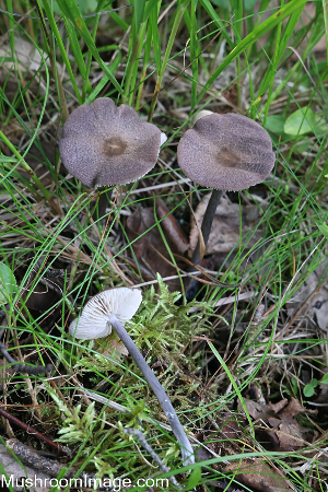  (Entoloma griseocyaneum - GAJ.19266)  @11 [ ] by-nc (2024) Henri Koskinen University of Oulu