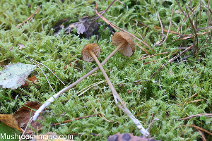  (Entoloma longistriatum - GAJ.19267)  @11 [ ] by-nc (2024) Henri Koskinen University of Oulu