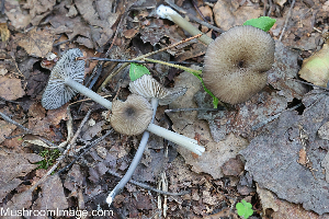  (Entoloma caesiocinctum - GAJ.19277)  @11 [ ] by-nc (2024) Henri Koskinen University of Oulu